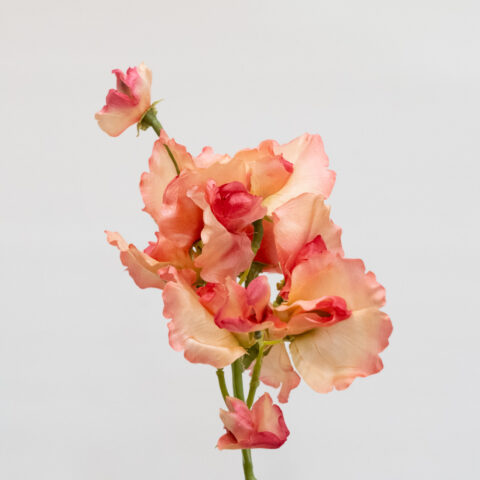 flores artificiales SWEET PEA ROSA