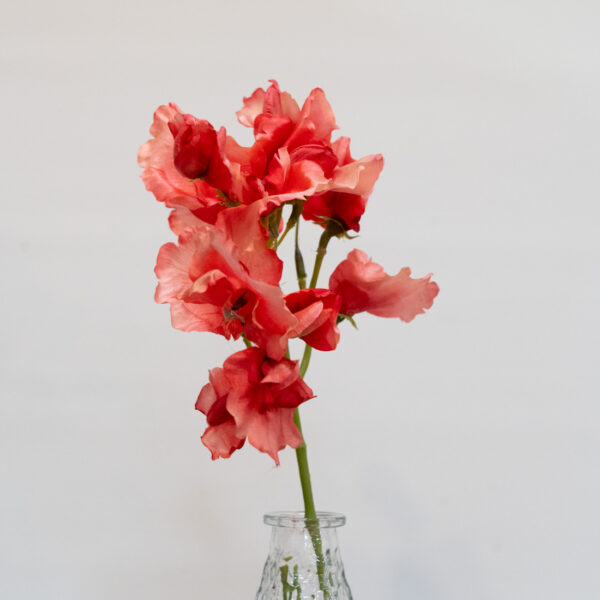 flor artificial SWEET PEA CORAL