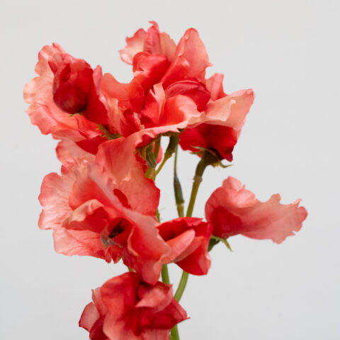 flores artificiales SWEET PEA CORAL