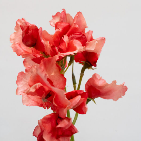 flores artificiales SWEET PEA CORAL