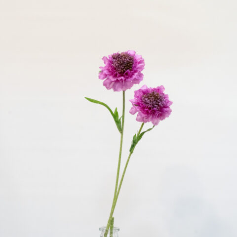 flor artificial SCABIOSA FUCSIA