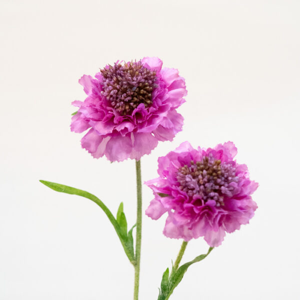 flores artificiales SCABIOSA FUCSIA