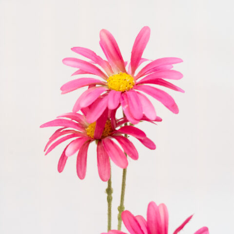 FLOR MARGARITA DAISY FUCSIA ARTIFICIAL MUY REALISTA